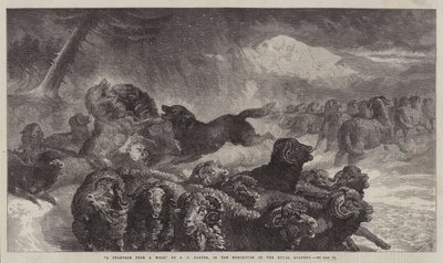 A Stampede from a Wolf by Samuel John Carter